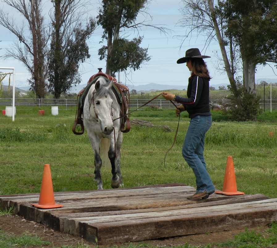 A woman is leading a horse on a course.