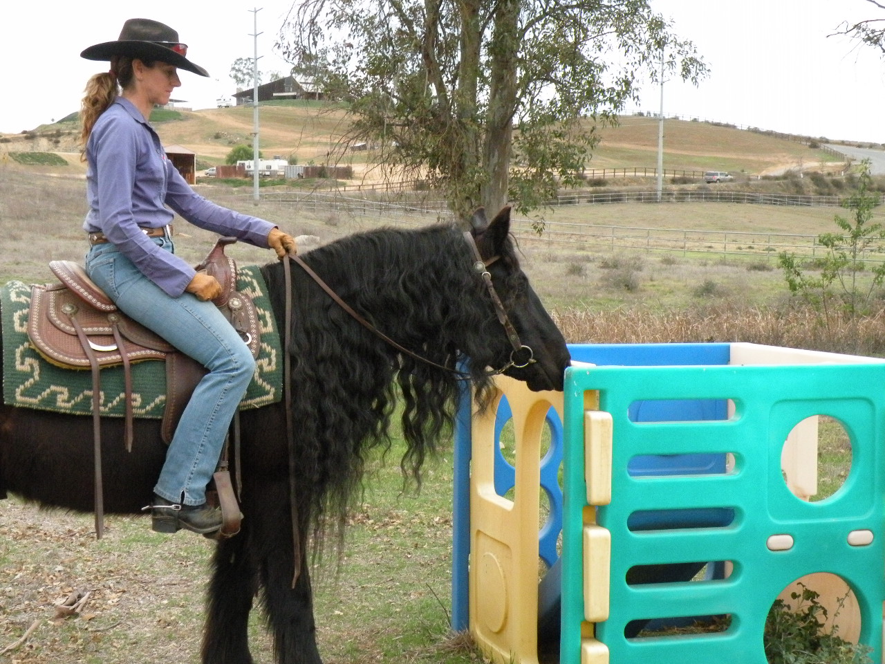 A person riding on the back of a black horse.