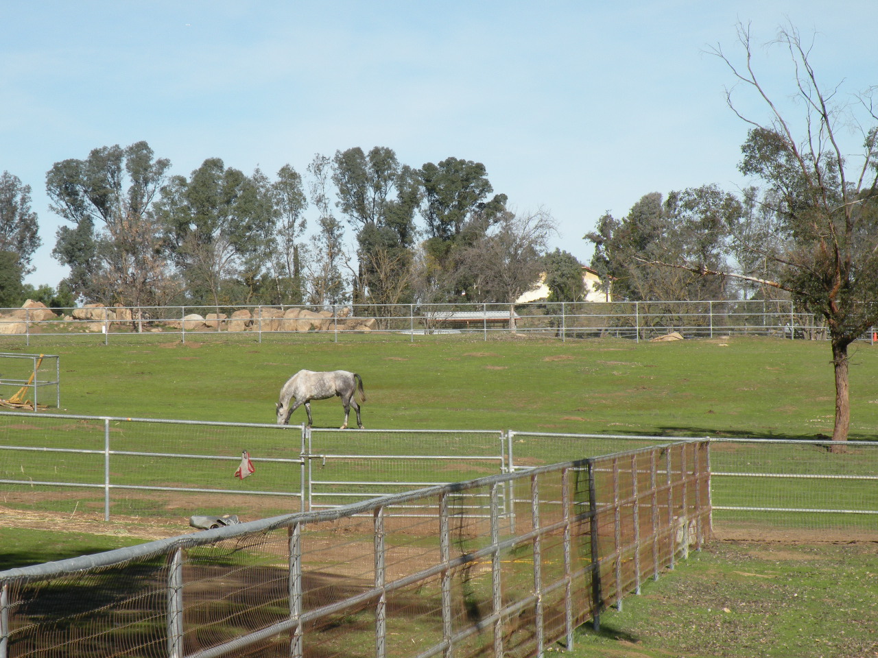 A horse is standing in the grass near a fence.