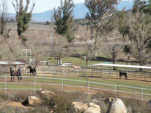 A horse is running in the field with other horses.