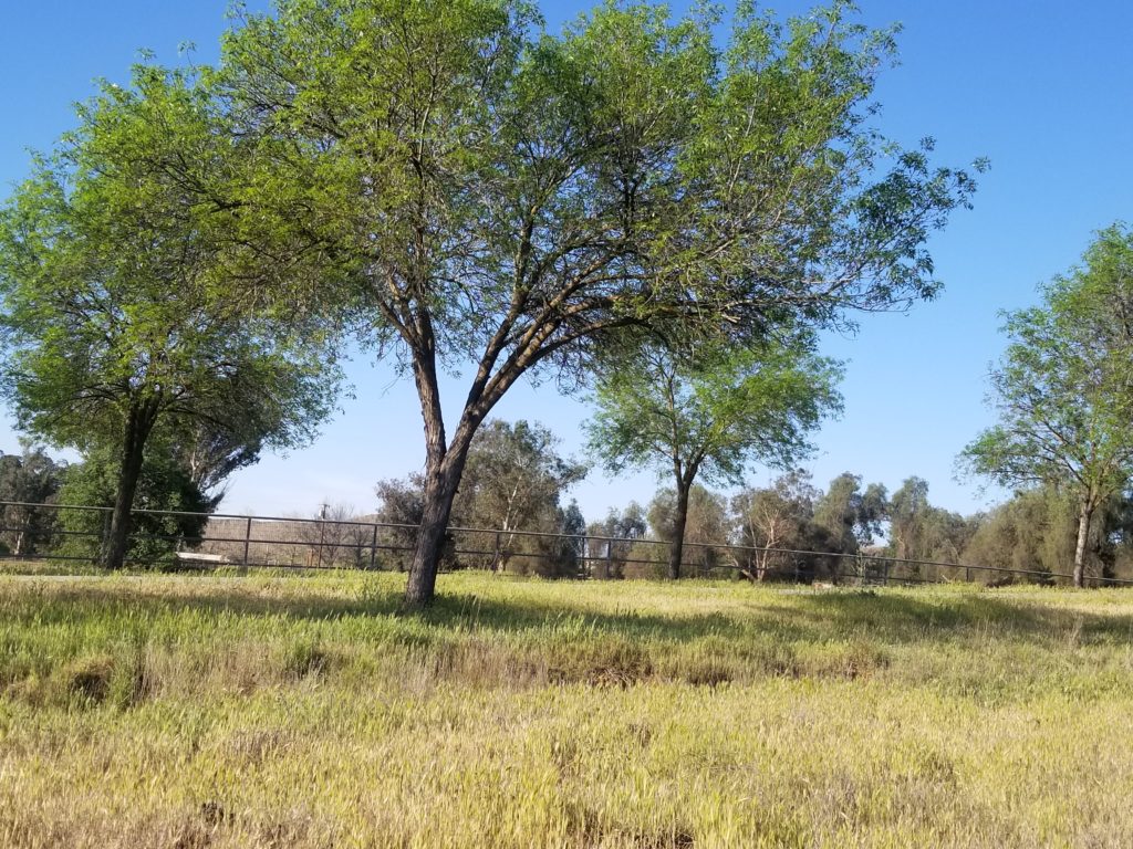 A large tree in the middle of a field.