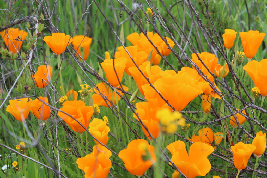 A field of orange flowers in the grass.