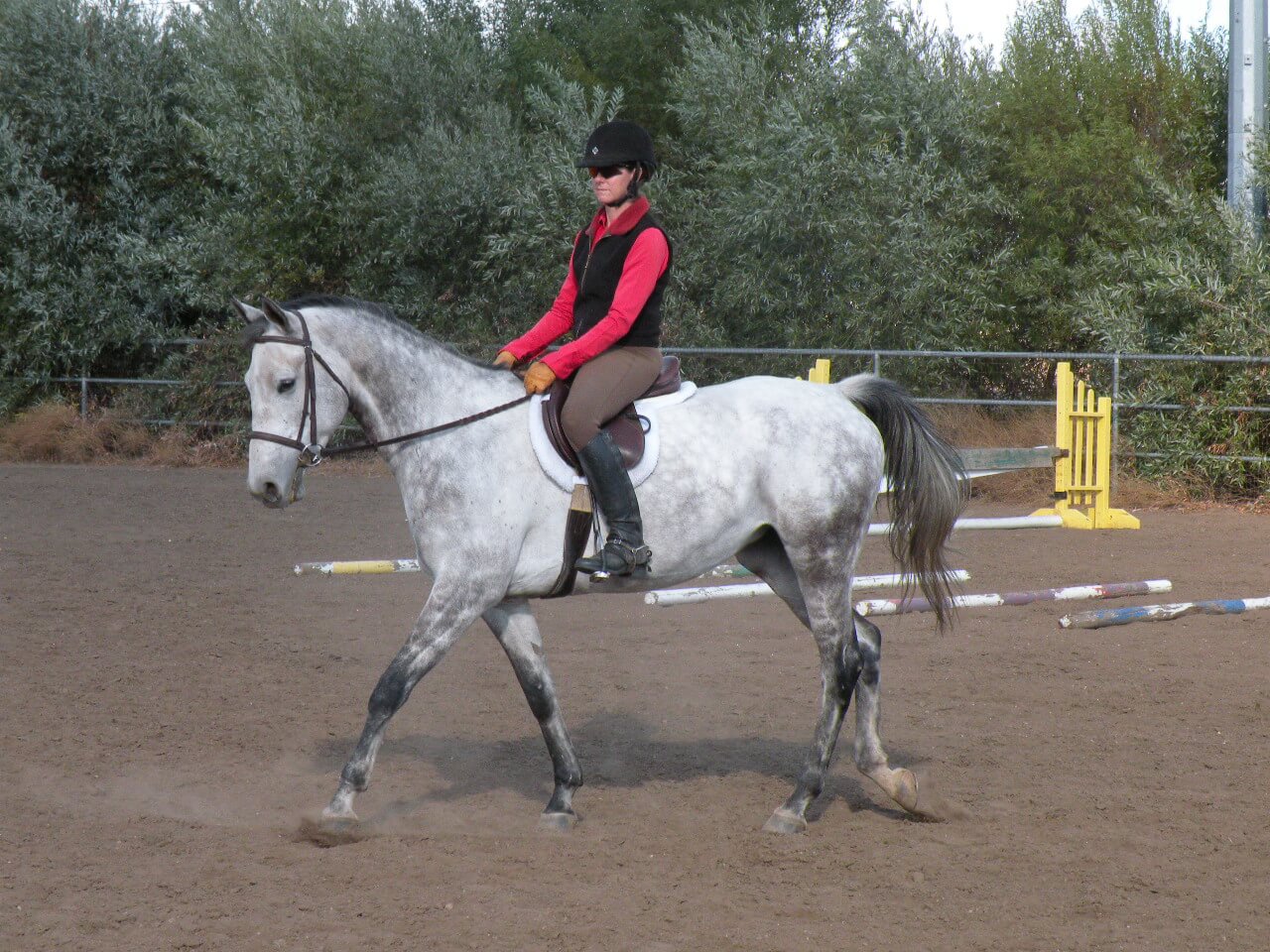 A person riding on the back of a white horse.