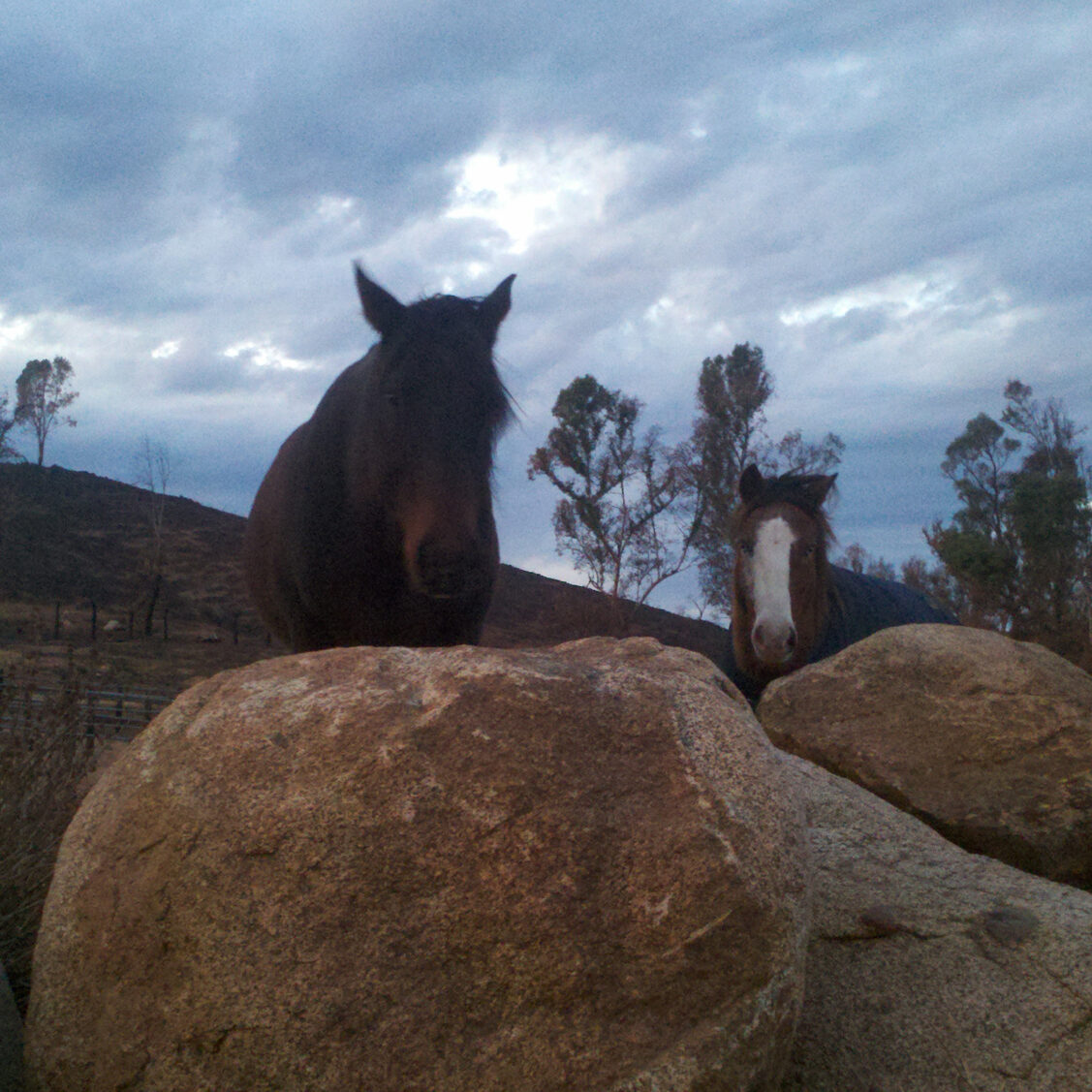Two horses sitting on top of a rock.